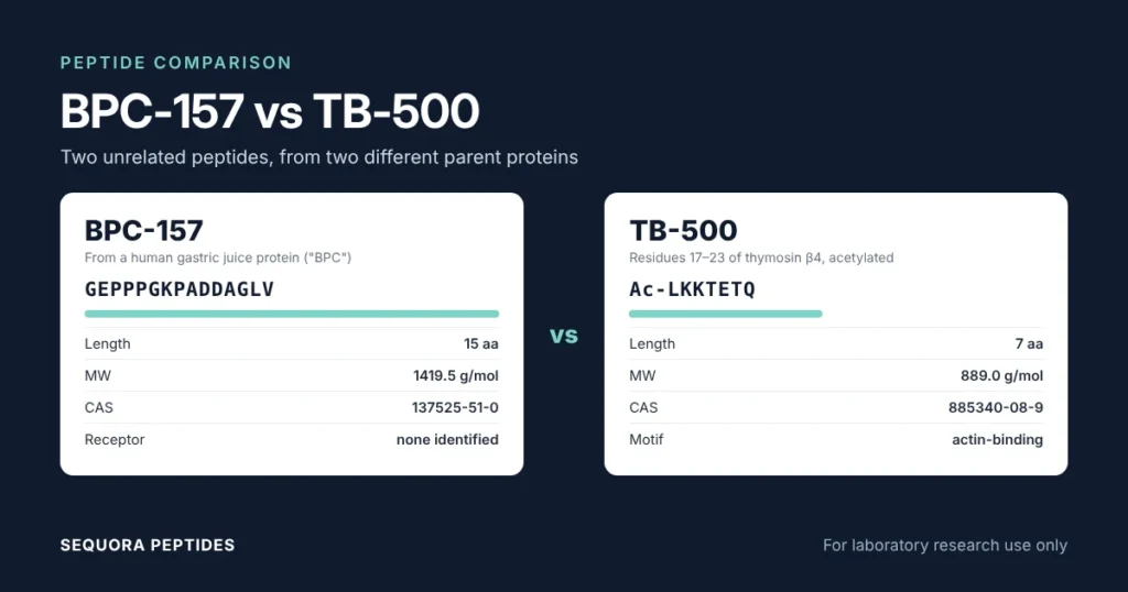 Side-by-side cards comparing BPC-157, a 15-amino-acid gastric peptide, with TB-500, an acetylated 7-amino-acid fragment of thymosin beta-4